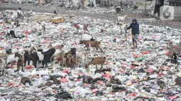 Warga menggembala kawanan kambing ternak di pesisir Cilincing, Jakarta Utara, Minggu (12/6/2022). Minimnya kesadaran peternak di kawasan tersebut menyebabkan kawanan kambing berburu makanan di tempat pembuangan sampah yang dapat membahayakan kesehatan hewan, terlebih akan dijual untuk kurban Idul Adha. (merdeka.com/Iqbal S. Nugroho)