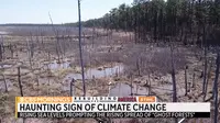 Telah terjadi peningkatan "hutan hantu" di seluruh AS. (Sumber: Screenshot Video CBS News)