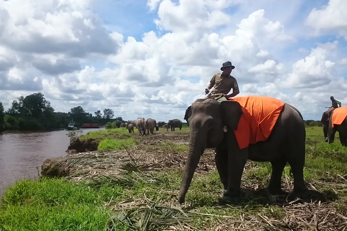 Pengorbanan Jiwa TNI AD di Sumsel Berusaha Usir Gajah Mengamuk