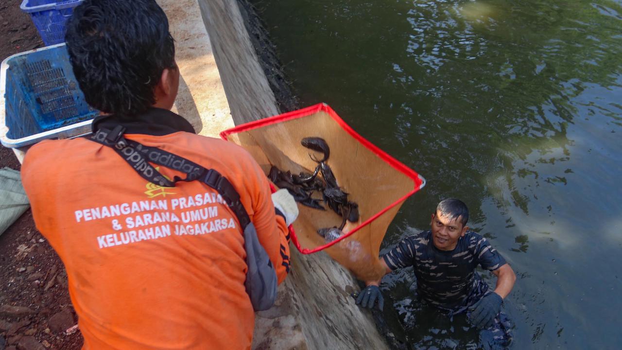FOTO: TNI AL Bantu  Memusnahkan Ikan Sapu Sapu di Setu babakan