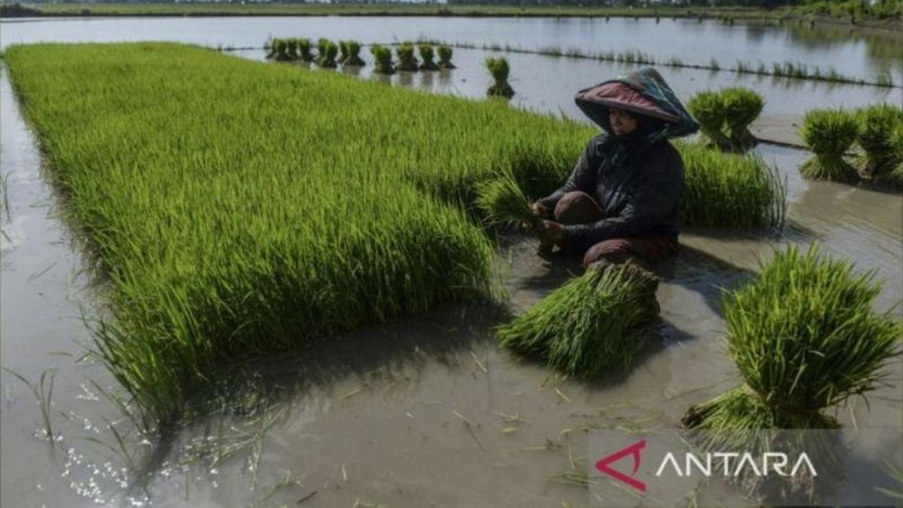 Tahukah Anda? Pemkab Donggala Cetak Sawah Baru 800 Hektare, Ini Dampaknya untuk Swasembada Pangan!