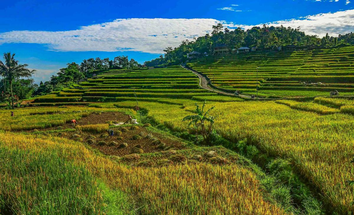 FOTO: Panen Padi di Terasering Cisalada