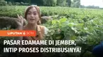 Bagi Anda pencinta kuliner edamame, sebagian mungkin tahunya berasal dari Jepang. Tapi tahukah Anda jika edamame yang terkenal ini justru berasal dari Jember. Bahkan, di Jepanglah yang jadi pasar terbesar edamame Jember. Kita jalan-jalan.