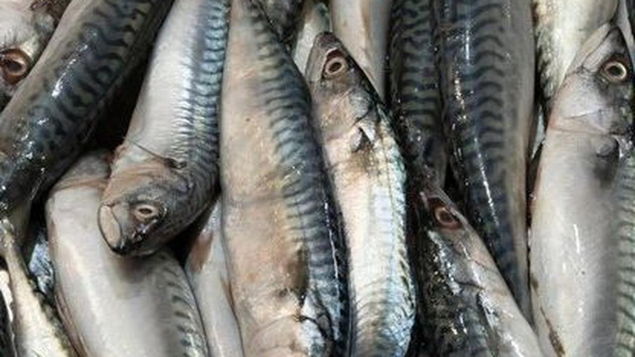 9. Ikan Belanak<br>Ikan belanak, selain lezat, meningkatkan nafsu makan, memberikan energi, menyehatkan kulit dan rambut, serta mempercepat penyembuhan luka. Cocok sebagai bagian dari pola makan sehari-hari.