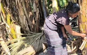 Kekeringan Ekstrem, Warga di NTT Korek-Korek Pohon Pisang Cari Air Demi Bertahan Hidup