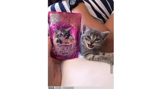 6 Gaya Kucing Berpose Layaknya Model Ini Bikin Geleng Kepala