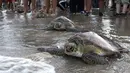 Penyu Hijau (Chelonia mydas) bergerak menuju laut setelah dilepaskan di pantai Kuta, Bali, Sabtu (8/1/2022). Dengan bantuan relawan, TNI AL melepaskan 32 penyu hijau yang mereka sita dalam upaya penyelundupan di perairan pulau wisata Desember 2021 lalu. (AP Photo/Firdia Lisnawati)