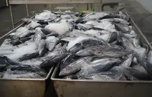 Mengenal Katsuobushi, Ikan Olahan Terkeras di Dunia