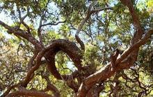 Menjelajah Hutan Bonsai Fatumnasi di NTT, Ribuan Pohon Kerdil Berusia Ratusan Tahun Bentuknya Bak Orang Menari
