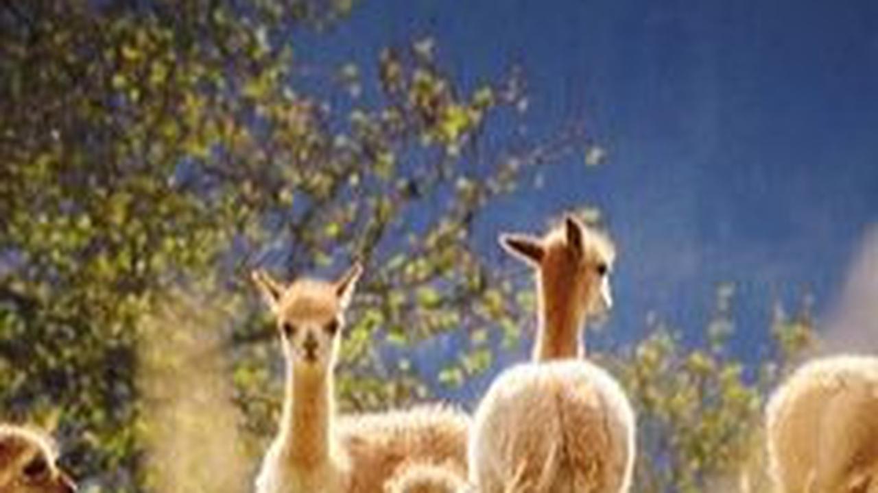 10. Llama
