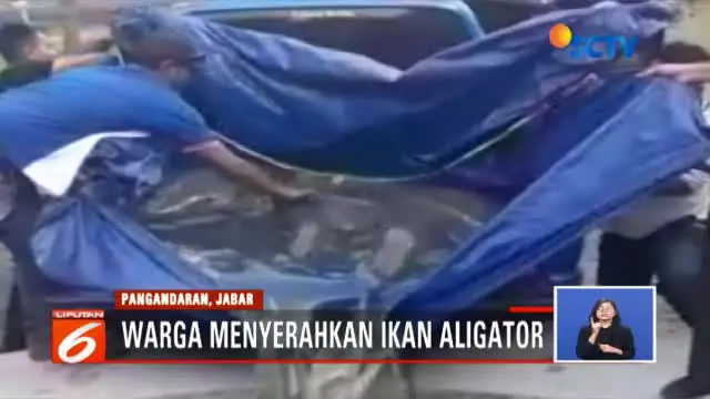 Warga Pangandaran, Bandung, Jawa Barat, kembali menyerahkan ikan berbahaya jenis alligator atau ikan buaya ke posko penyerahan ikan berbahaya dan invasif.