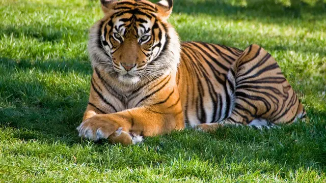 Bengal Tiger