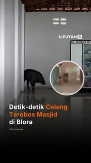 Detik-detik Celeng Terobos Masjid di Blora