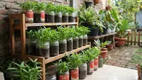 Cara Tanam Kangkung di Toples Bekas Astor untuk Berkebun di Lahan Terbatas
