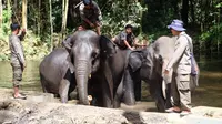 Ada empat gajah jinak yang bisa diajak berfoto bersama hingga memandikannya. (Liputan6.com/Reza Efendi)