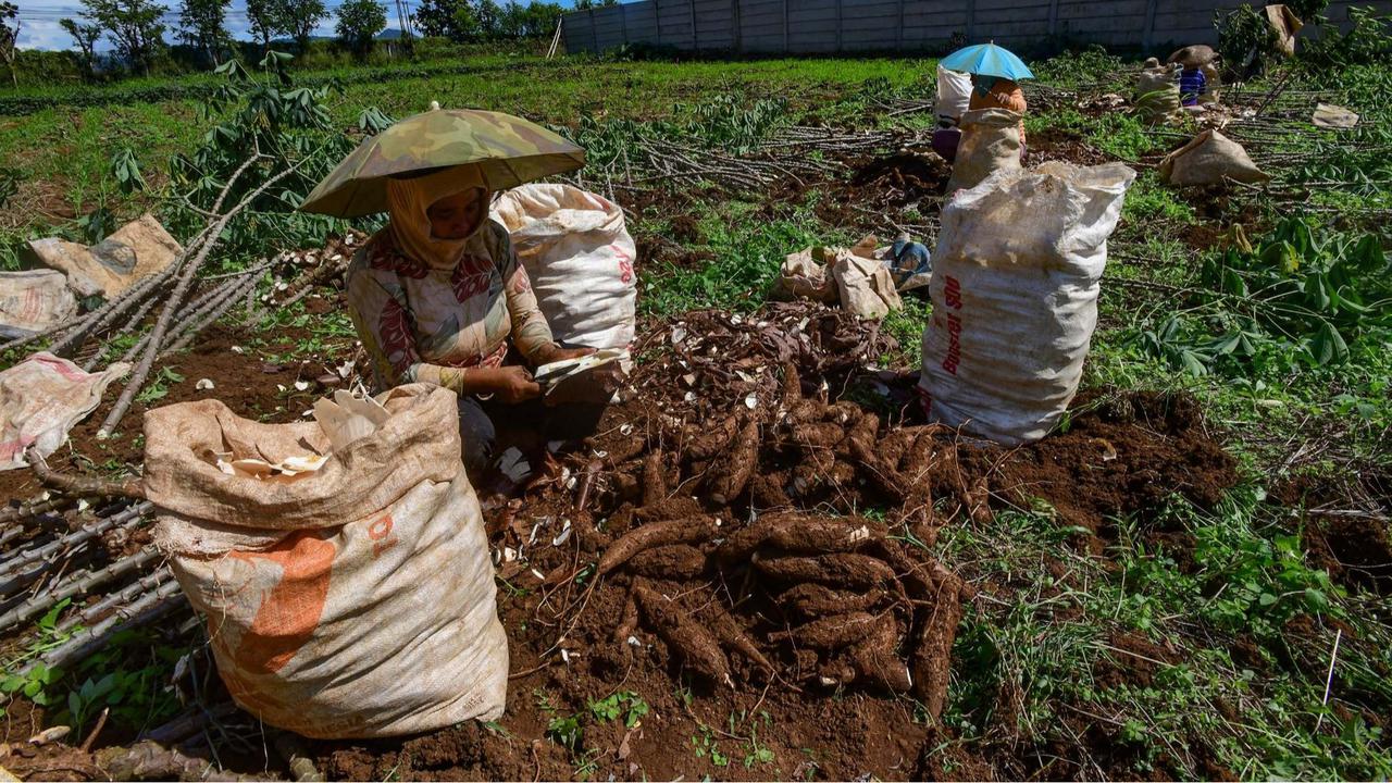 Petani menjerit harga singkong anjlok