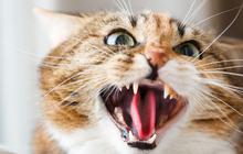 Ilmuwan Ungkap Mengapa Kucing Liar Punya Mata Warna-Warni, Beda dengan Nenek Moyang Mereka