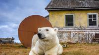 6 Potret Beruang Kutub Tinggal di Rumah Terbengkalai Ini Unik, Lengkap Bersama Keluarga (Sumber: Instagram/@master.blaster)