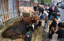 KPKP DKI Berikan Tips Memilih Hewan Kurban Sehat dan Sesuai Syariat Jelang Idul Adha