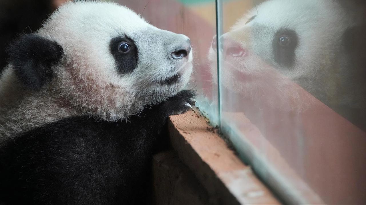 FOTO: Tingkah Lucu Rio Panda Raksasa Kelahiran Indonesia Curi Perhatian Pengunjung