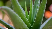 Ilustrasi Aloe Vera Credit: unsplash.com/pisauikan