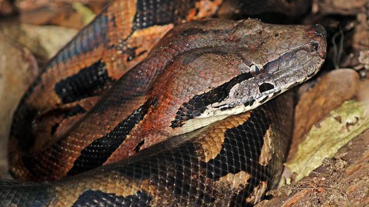 Madagascan Ground Boa (Boa Tanah Madagaskar).
