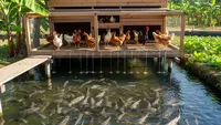 7 Jenis Ikan Air Tawar yang Cocok Dipelihara di Bawah Kandang Ayam, Hasilkan Keuntungan Ganda