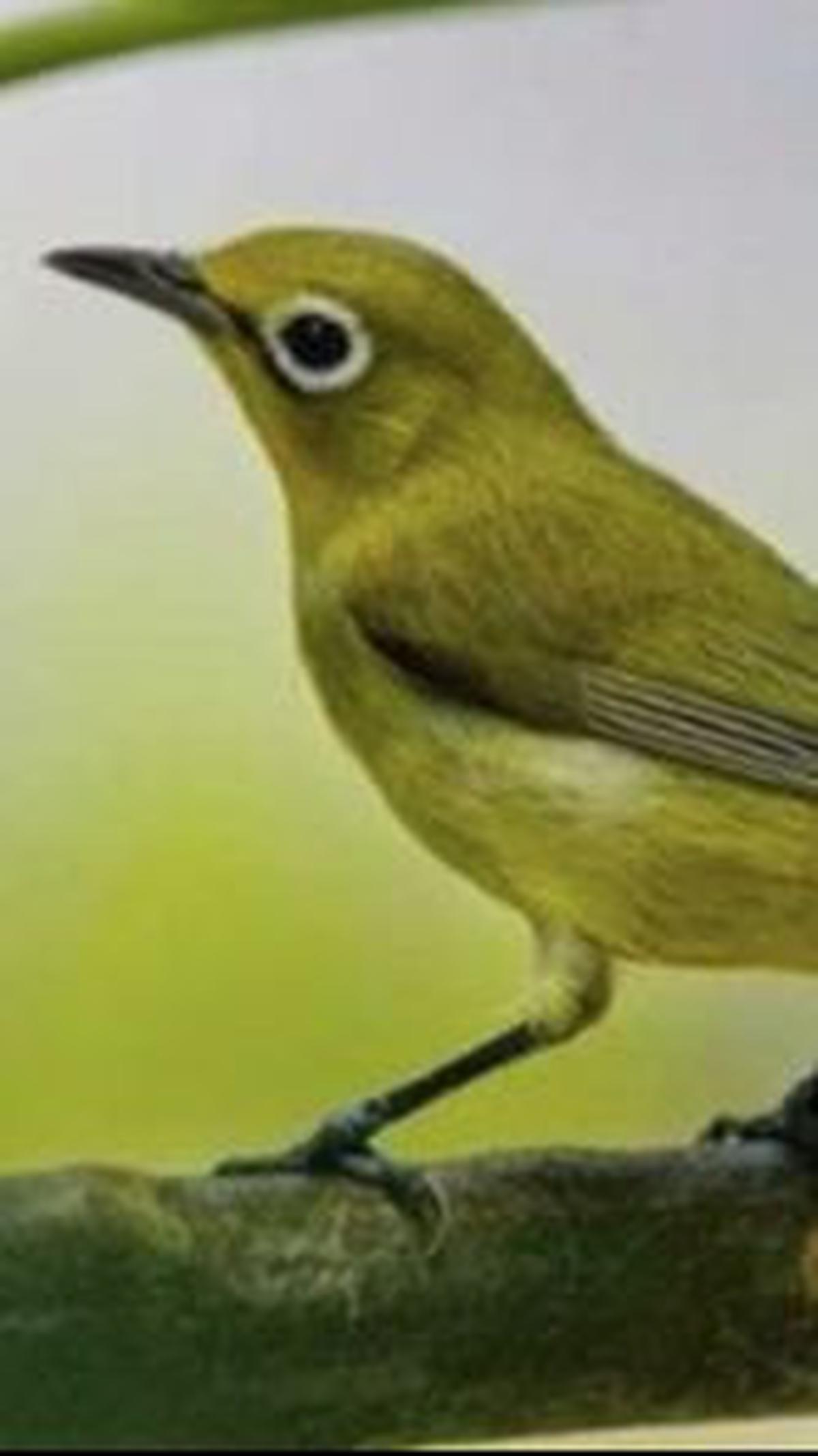 7. Pleci Lombok<br>