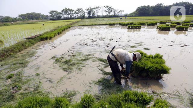 FOTO: Sektor Pertanian Melesat di Masa Pandemi COVID-19