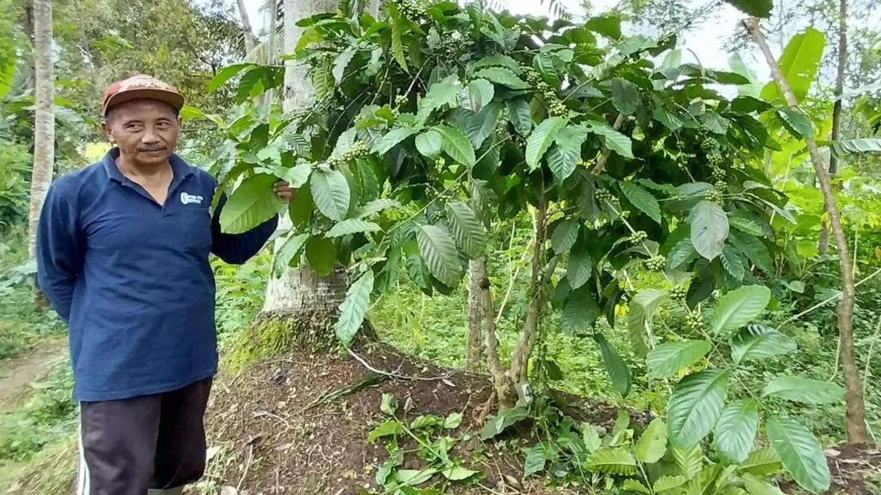 Raih Proklim Lestari Melalui Kopi Potorono