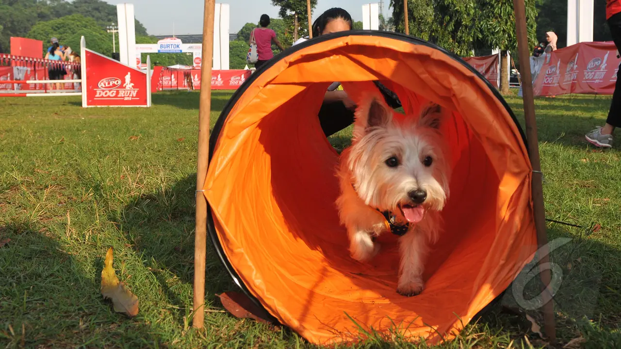 Serunya Lomba Anjing di Senayan