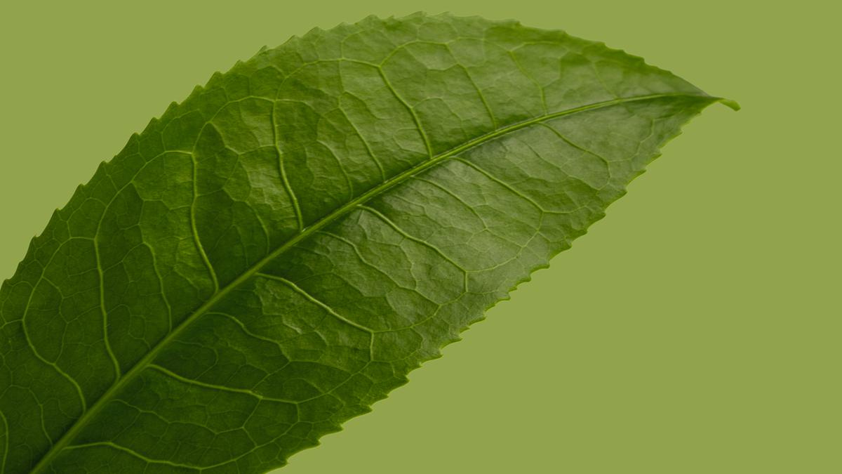 Manfaat Daun Herbal yang Jarang Diketahui, Kontrol Gula Darah dan Hipertensi