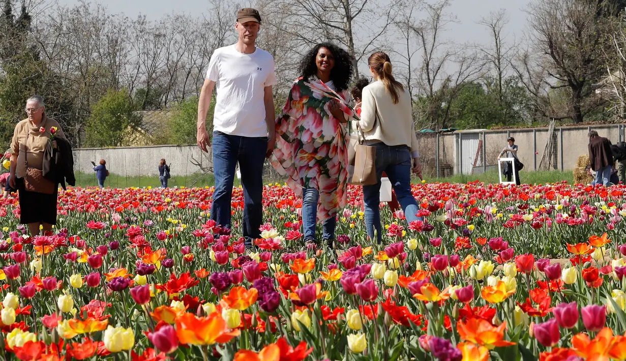 Pasangan Edwin Koeman dan Nitsuje Wolanios berjalan diantara taman bunga tulip pertama di Italia yang berada di kawasan Cornaredo, (29/3) . (AP/Antonio Calanni)