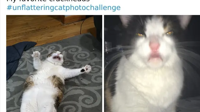 Tak Selalu Menggemaskan, Ini 8 Potret Saat Kucing Bertingkah Aneh
