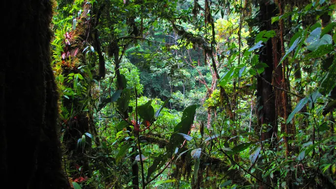 10 Tanaman yang Bisa Dimanfaatkan Sebagai Ramuan Obat