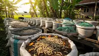 Cara Budidaya Maggot dengan Modal Kecil, Peluang Usaha Dapat Untung Besar