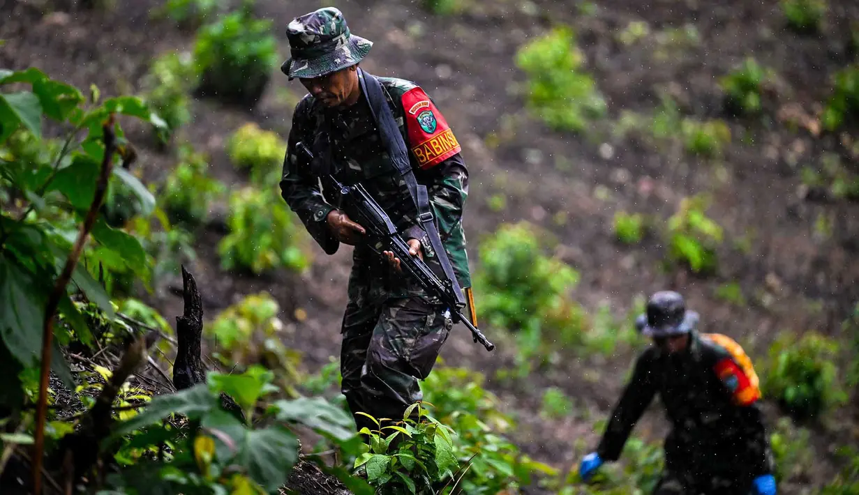 Prajurit Tentara Indonesia  Angkatan Darat menjaga tanaman ganja selama penggerebekan ladang ganja di Indrapuri, provinsi Aceh, Sabtu (06/07/2026). (AFP/ Chaideer Mahyuddin)