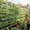 7 Cara Menyusun Botol Bekas Menjadi Dinding Tanaman Cantik dan Kebun Produktif