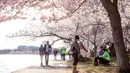 Sebuah keluarga bermain di bawah pohon sakura mekar di Tidal Basin, Washington, Minggu (22/3/2020). Karena virus corona, otoritas National Mall and Memorial Parks meletakkan papan tanda peringatan kepada wisatawan untuk tetap menjaga jarak sosial antar pengunjung. (AP/Jacquelyn Martin)