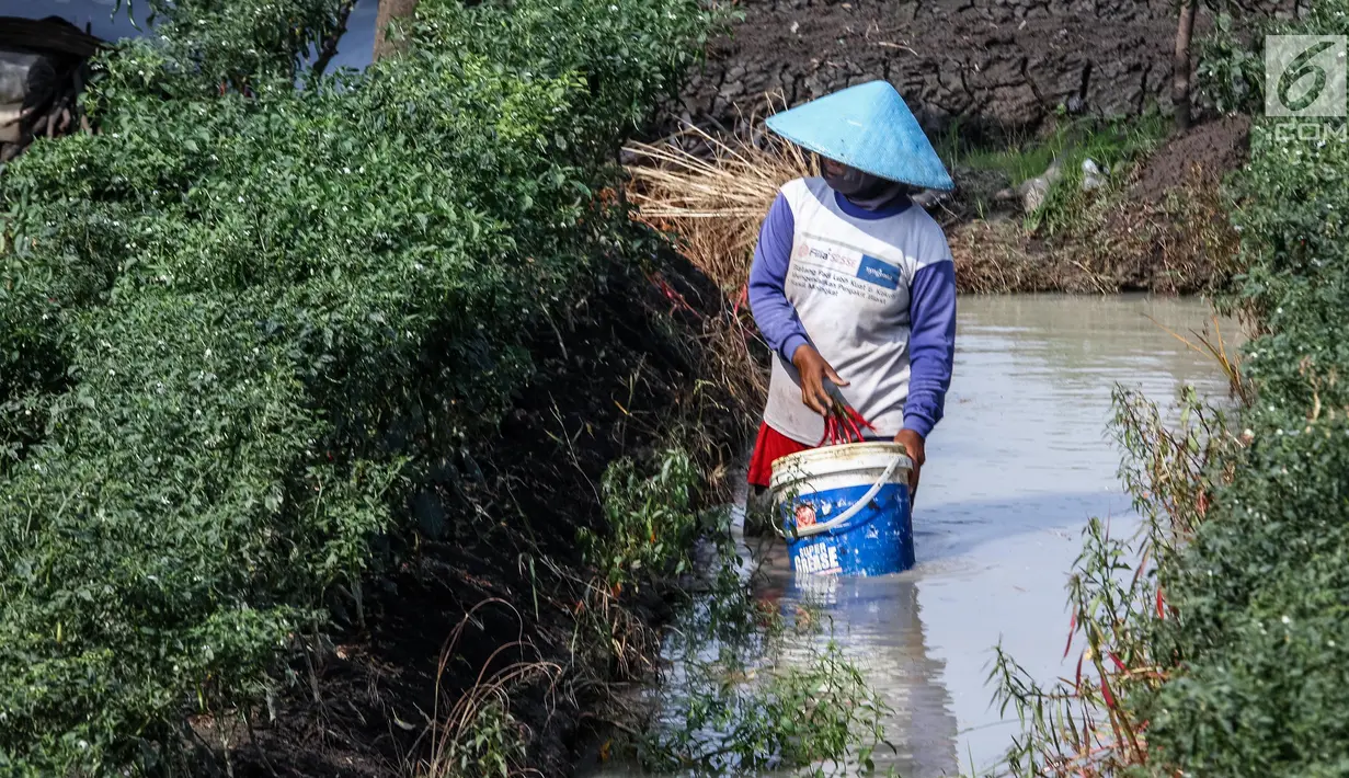 Petani mengambil hasil panen cabai di Brebes, Jawa Tengah, Minggu (2/7). Akibat cuaca buruk ini, para petani memilih panen dini lantaran khawatir mengalami gagal panen. (Liputan6.com/Faizal Fanani)
