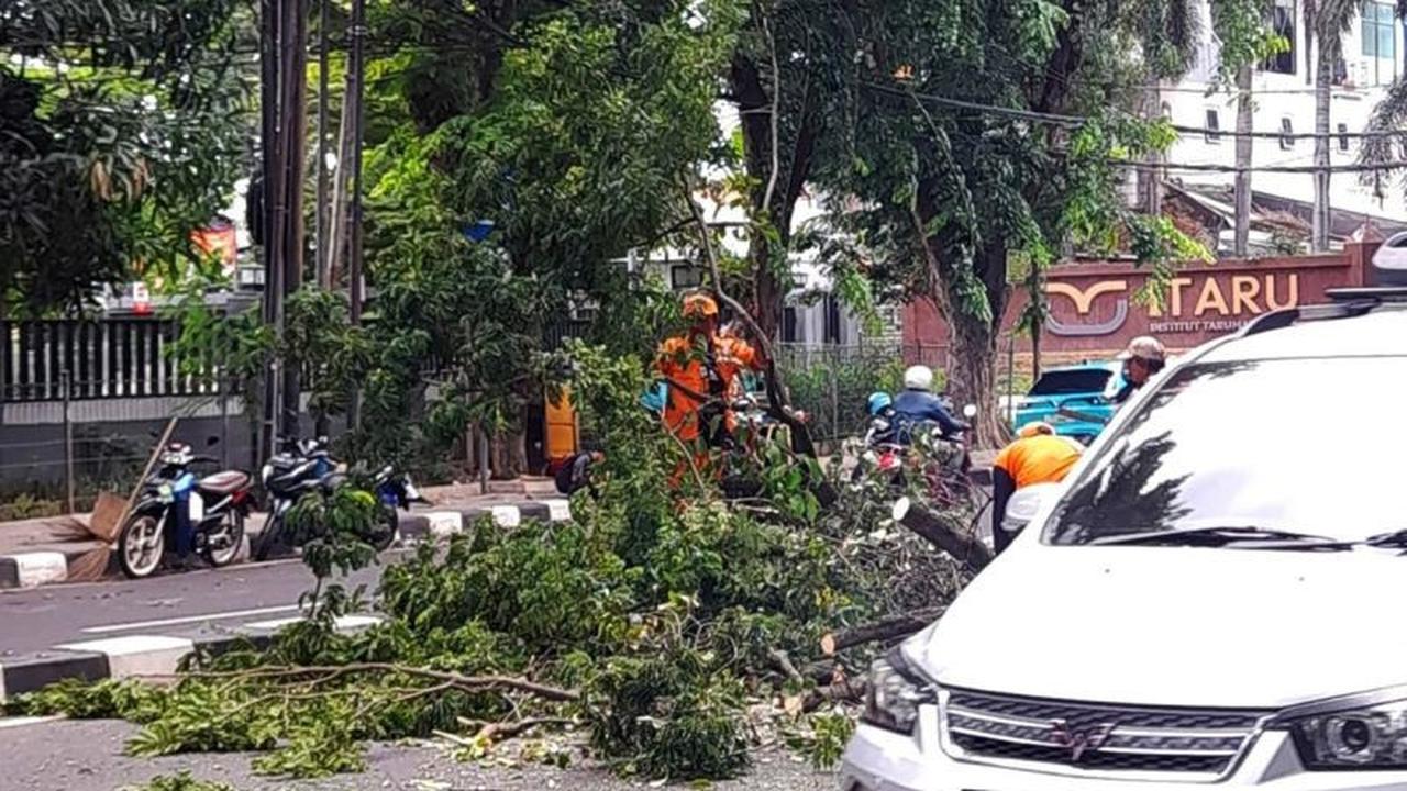 Hujan Angin Kencang Picu Lima Pohon Tumbang Jakarta, BPBD Sigap Tangani Dampak