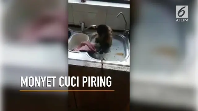 Rekaman amatir seekor monyet tengah mencuci piring menuai pro dan kontra dari warganet.