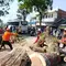 Jalur Bandung-Cianjur Lumpuh, Pohon Tumbang Timpa Sejumlah Kendaraan