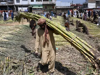 Seorang buruh Pakistan membawa tebu di sebuah pasar grosir sayuran di Islamabad (9/4). Populasi di kota ini mencapai dua juta penduduk yang merupakan kota terbesar ke-10 di Pakistan. (AFP Photo/Aamir Qureshi)