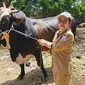 drh Feny Reny Rimporok, Medik Veteriner Ahli Madya Dinas Pertanian Provinsi Gorontalo saat melakukan pengawasan hewan kurban (Arfandi Ibrahim/Liputan6.com)