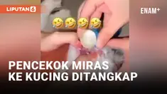 Tiga Wanita Muda yang Cekoki Kucing dengan Miras Ditangkap Polisi