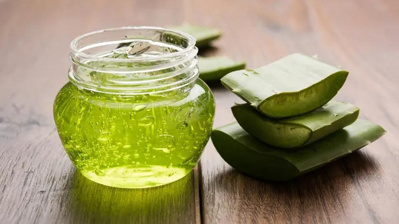 Efektivitas Lidah Buaya untuk Mengatasi Asam Urat dan Cara Penggunaannya