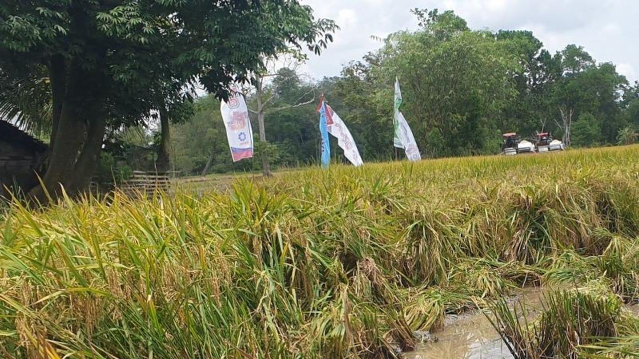 Tahukah Anda? Distan Sumsel Berdayakan 326 Brigade Pangan untuk Genjot Produksi Padi 3,5 Juta Ton di 2025!