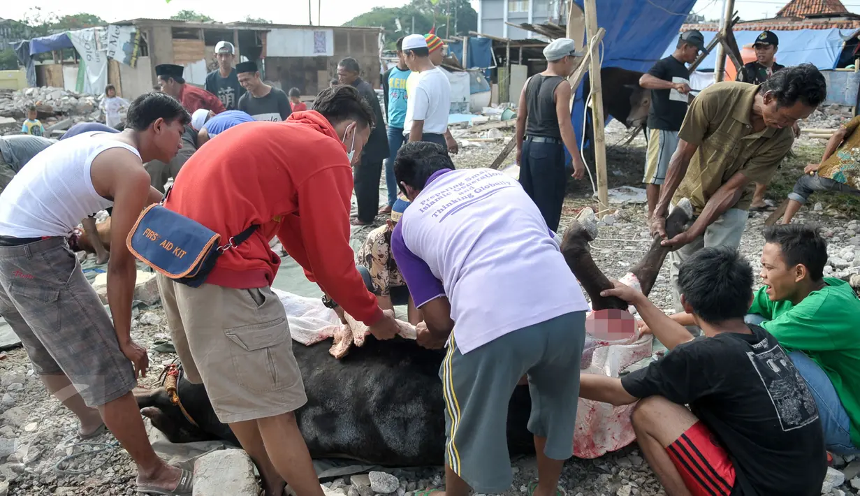 Panitia menguliti hewan kurban yang sudah disembelih di kawasan Kampung Akuarium, Jakarta, Senin (12/9). Ratusan warga korban gusuran Kampung Akuarium Pasar Ikan merayakan Idul Adha 1437 H di antara reruntuhan rumah mereka. (Liputan6.com/Yoppy Renato)