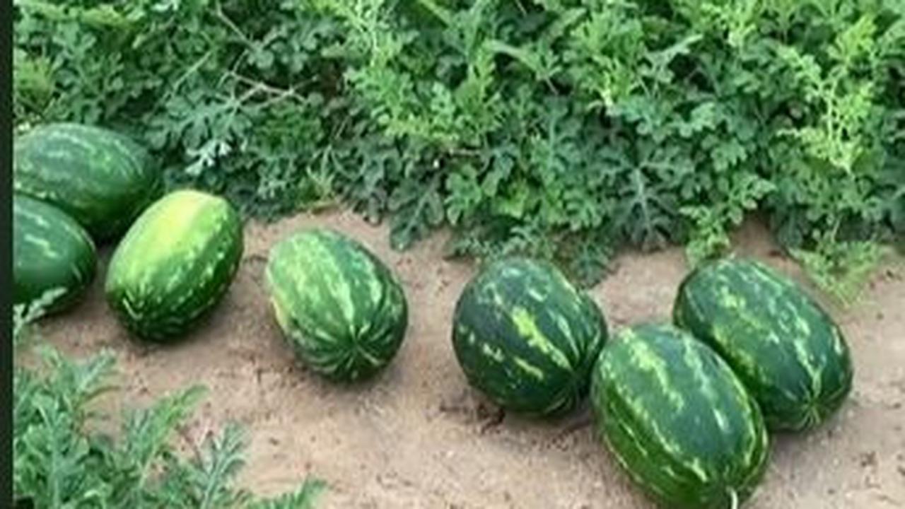 Meski biaya penanaman cukup mahal, Alman menyebut harga sayur dan buah-buahan di Arab Saudi masih tergolong murah.